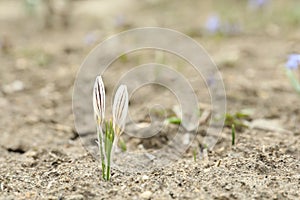Blooming white crocus flowers in garden