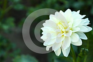 Beautiful blooming white dahlia flower in garden