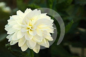 Beautiful blooming white dahlia flower in garden, closeup