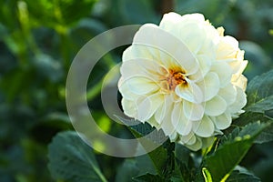 Beautiful blooming white dahlia flower in green garden, closeup