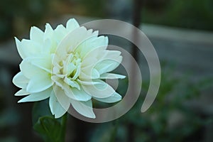 Beautiful blooming white dahlia flower in green garden, space for text