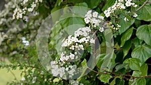 Beautiful blooming white flowers of hawthorn bush close up