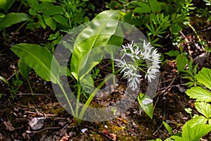 Beautiful blooming white flowers of ramson - wild garlic Allium ursinum plant in homemade garden. Close-up. Organic farming,