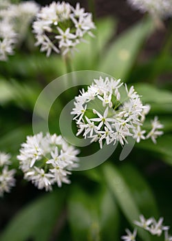 Beautiful blooming white flowers of Ramson or wild garlic during flowering season.