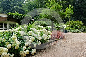 Beautiful blooming white hydrangeas in front yard of house. Landscape design