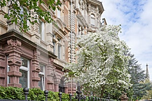 Beautiful blooming white magnolia tree near the house in the European city of Baden Baden, Germany