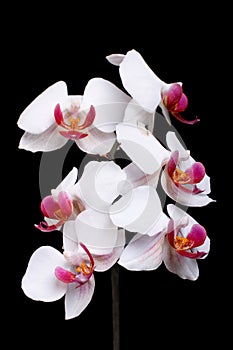 Beautiful blooming white orchid on a black background