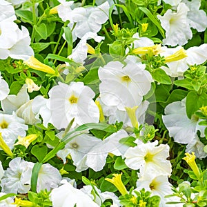 beautiful blooming white petunia flowers background,