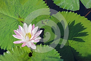 Beautiful blooming white water lily flower over large green leaves. The sun projects the shadow of Nymphaea alba on a leaf lying.