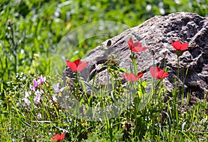 Blooming wild anemones (lat.- A. coronaria) in the meadow photo