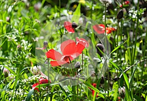 Blooming wild anemones (lat.- A. coronaria) in the meadow photo