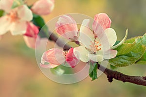 Beautiful blooming wild apple tree