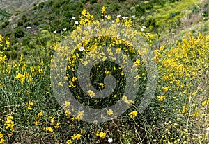 Beautiful blooming wild deerweed flower bush in Malibu, California