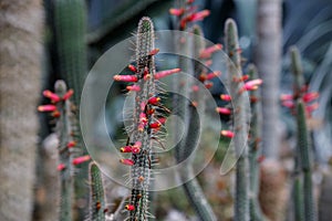 Beautiful blooming wild desert cactus flower