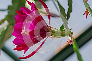 Beautiful blooming wild desert cactus flower