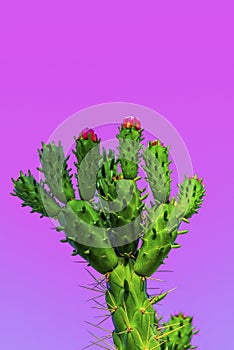 Beautiful blooming wild desert cactus flower.