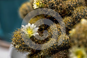 Beautiful blooming wild desert cactus flower