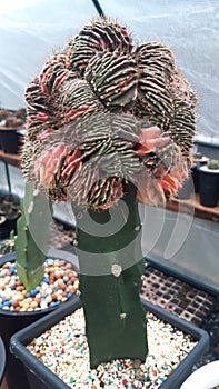 Beautiful blooming wild desert cactus flower,Thailand