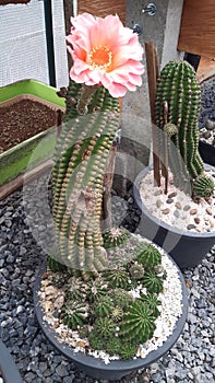 Beautiful blooming wild desert cactus flower,Thailand
