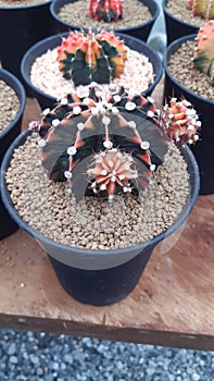 Beautiful blooming wild desert cactus flower,Thailand.