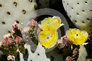 Beautiful blooming wild desert cactus flowers.