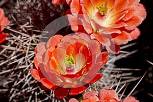 Beautiful blooming wild desert cactus flowers.