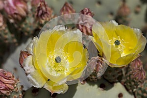 Beautiful blooming wild desert cactus flowers.