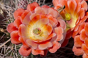 Beautiful blooming wild desert cactus flowers.