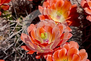 Beautiful blooming wild desert cactus flowers.