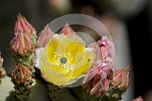 Beautiful blooming wild desert cactus flowers.