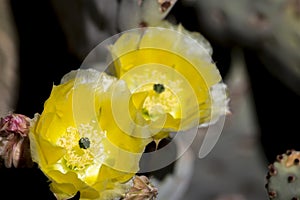 Beautiful blooming wild desert cactus flowers.