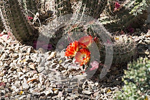 Beautiful blooming wild desert cactus flowers.