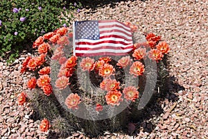 Beautiful blooming wild desert cactus flowers.