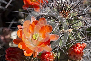 Beautiful blooming wild desert cactus flowers.