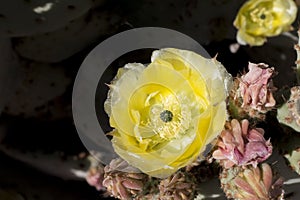 Beautiful blooming wild desert cactus flowers.