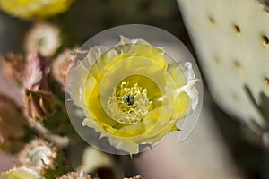 Beautiful blooming wild desert cactus flowers.