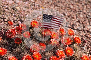 Beautiful blooming wild desert cactus flowers.
