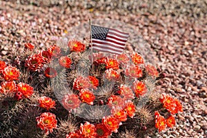 Beautiful blooming wild desert cactus flowers.