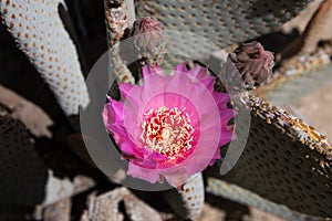 Beautiful blooming wild desert pink cactus flowers.