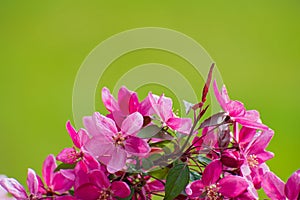 The beautiful  blooming wild red cherry branch on blurred bright yellow - green floral background