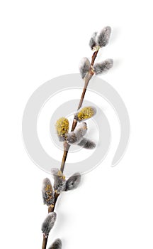 Beautiful blooming willow branch isolated on white, top view