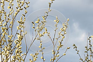 Beautiful blooming Willow tree on a sunny April day in Estonia