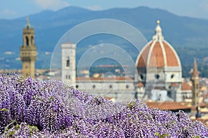 Beautiful Blooming Wisteria at Bardini Garden in Florence with Cathedral of Santa Maria del Fiore on background, Florence.