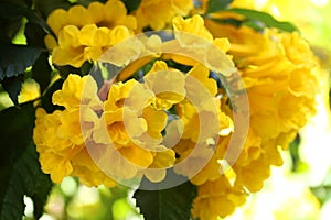 beautiful blooming yellow bell, yellow elder, trumpet vine