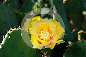 Beautiful blooming yellow cactus flower in the garden.