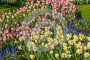 Beautiful blooming yellow daffodil, background colorful tulip at Lisse Holland Netherlands