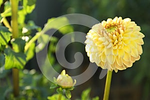 Beautiful blooming yellow dahlia flower outdoors on sunny day