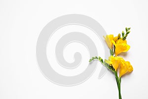 Beautiful blooming yellow freesias on background, top view. Space for text