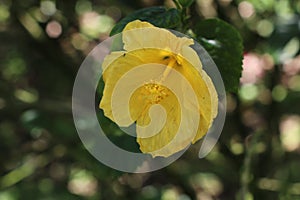 Beautiful blooming Yellow hibiscus rosa Sinensis flower with petal and pistil