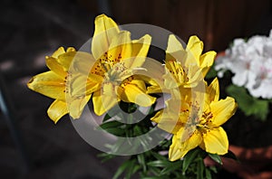 The beautiful blooming yellow lily of Fata Morgana is beautiful! Blurred background. photo